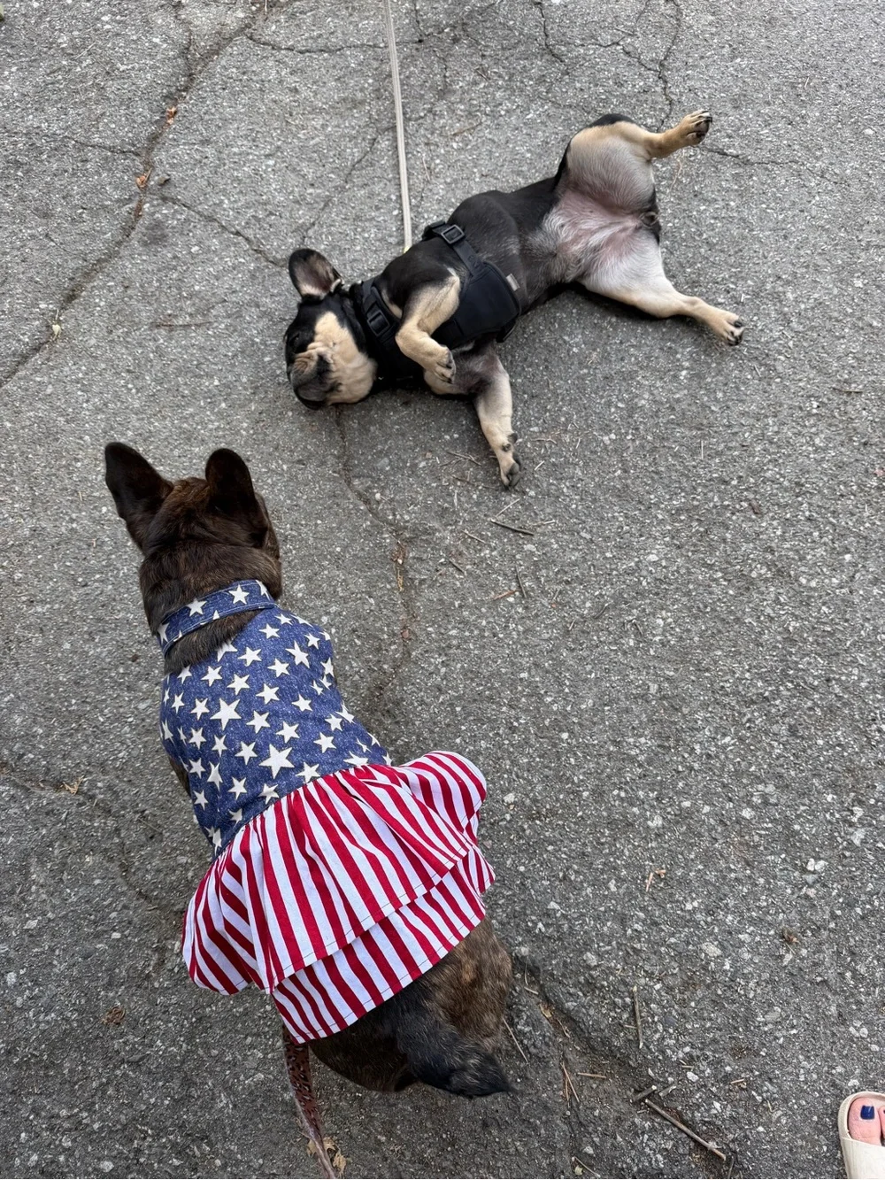 American Flag Pet Dress